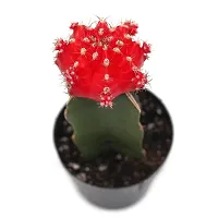 ENRICH PLANTS : Moon Cactus (RED),Live Plant, Air Purifying, Succulent,-thumb1