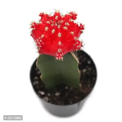 ENRICH PLANTS : Moon Cactus (RED),Live Plant, Air Purifying, Succulent,-thumb2