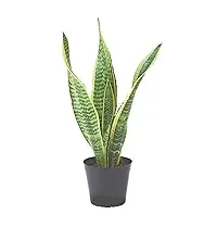 ENRICH PLANTS : Sansevieria Futura Superba, Snake Plant,Live Plant, Air Purifying,Home Dcor Plant,-thumb2