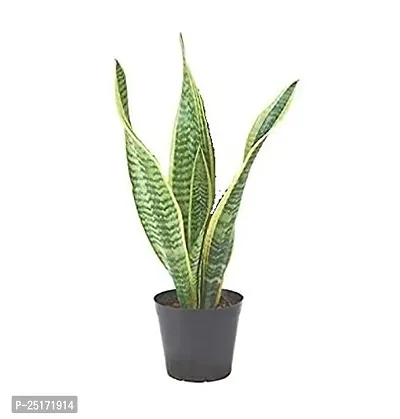 ENRICH PLANTS : Sansevieria Futura Superba, Snake Plant,Live Plant, Air Purifying,Home Dcor Plant,-thumb3