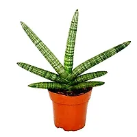 ENRICH PLANTS : Sansevieria Cylindrica Boncel, Snake Plant,Live Plant, Air Purifying,Home Dcor Plant,-thumb3