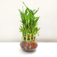 ENRICH PLANTS : LUCKY BAMBOO, 2 Layer, Good Fortune Live Plant, Home Decor Plant,-thumb3