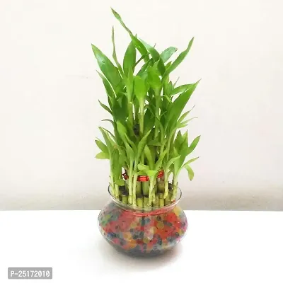 ENRICH PLANTS : LUCKY BAMBOO, 2 Layer, Good Fortune Live Plant, Home Decor Plant,-thumb4