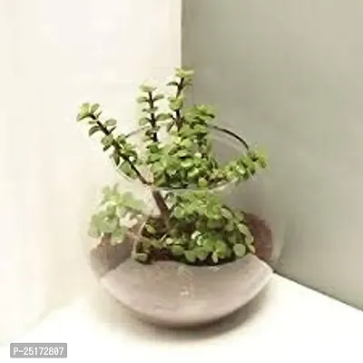 ENRICH PLANTS : JADE, Good Luck, Home Decor Live Plant, Air Purifying,