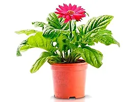 ENRICH PLANTS : Gerbera,Live Plant, Air Purifying,Home Dcor Plant,-thumb1