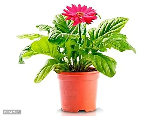 ENRICH PLANTS : Gerbera,Live Plant, Air Purifying,Home Dcor Plant,-thumb2