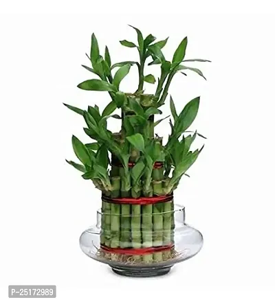 ENRICH PLANTS : LUCKY BAMBOO, 3 Layer, Good Fortune Live Plant, Glass Pot, Home Decor Plant,