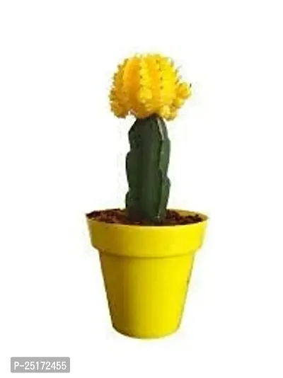 ENRICH PLANTS : Moon Cactus (Yellow),Live Plant, Air Purifying, Succulent,-thumb4