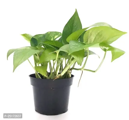 ENRICH PLANTS : Green Moneyplant, Live Plant, Air Purifying, Good Luck.-thumb0