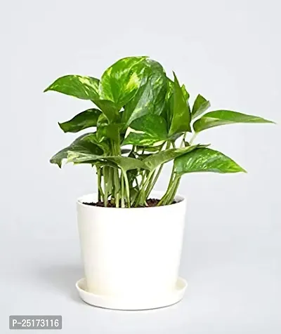 ENRICH PLANTS : Green Moneyplant,Live Plant, Air Purifying, Good Luck.-thumb0