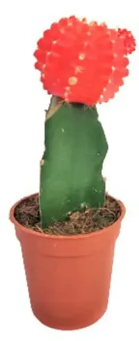 Enrich Plants Live Plants for Indoor Home Dcor | Moon Cactus (Red)|Indoor Plant|SHLOKU_3625(1)-thumb1