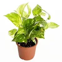 ENRICH PLANTS : Green Moneyplant,Live Plant, Air Purifying, Good Luck.-thumb2