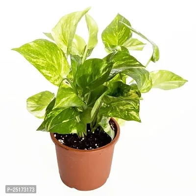 ENRICH PLANTS : Green Moneyplant,Live Plant, Air Purifying, Good Luck.-thumb3