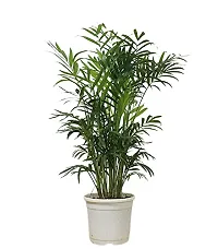 ENRICH PLANTS : ARECA PALM,Live Plant, Air Purifying, Home Decor Plant,-thumb1