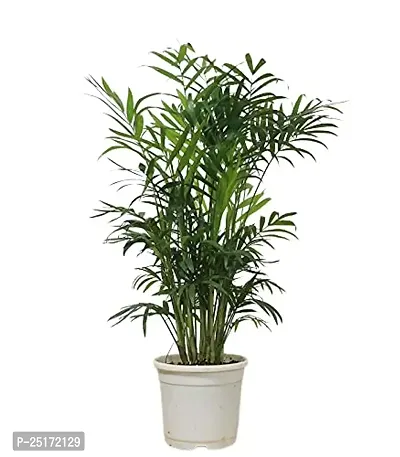 ENRICH PLANTS : ARECA PALM,Live Plant, Air Purifying, Home Decor Plant,-thumb2