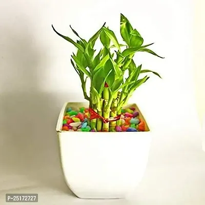 ENRICH PLANTS : LUCKY BAMBOO, 2 Layer, Good Fortune Live Plant, Home Decor Plant,-thumb0