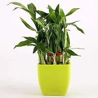 ENRICH PLANTS : LUCKY BAMBOO, 2 Layer, Good Fortune Live Plant, Home Decor Plant,-thumb2