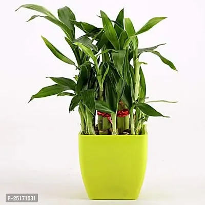 ENRICH PLANTS : LUCKY BAMBOO, 2 Layer, Good Fortune Live Plant, Home Decor Plant,-thumb3