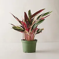 ENRICH PLANTS : Stromanthe Triostar,Live Plant, Air Purifying, Home Dcor Plant,-thumb3