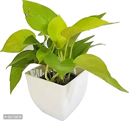 ENRICH PLANTS : Golden Moneyplant,Live Plant, Air Purifying, Good Luck.