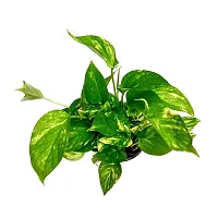 ENRICH PLANTS : Green Moneyplant,Live Plant, Air Purifying, Good Luck.-thumb4