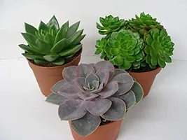 Enrich Plants Live Plants for Indoor Home Dcor | Succulent |Indoor Plant|SHLOKU_3617(1)-thumb1