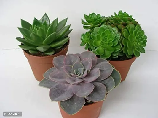 Enrich Plants Live Plants for Indoor Home Dcor | Succulent |Indoor Plant|SHLOKU_3617(1)-thumb2