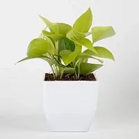 ENRICH PLANTS : Golden Moneyplant,Live Plant, Air Purifying, Good Luck.-thumb3