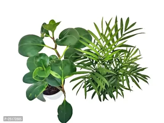 ENRICH PLANTS :: PEPROMIA GREEN  BAMBOO PALM :: Natural Live Plant :: Plastic Pot :: Air Purifying :: Home Decor Plant ::