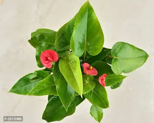 ENRICH PLANTS : ANTHURIUM RED, Exotic Live Plant, Home Decor Plant, Air Purifying,