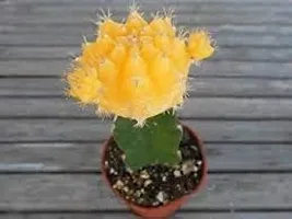 ENRICH PLANTS : Moon Cactus (Yellow),Live Plant, Air Purifying, Succulent,-thumb2