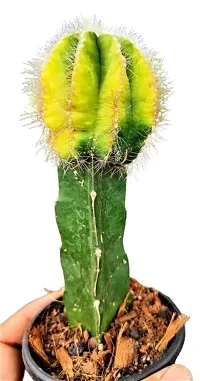 Enrich Plants Live Plants for Indoor Home Dcor | Cactus (Big) |Indoor Plant|SHLOKU_3128(1)-thumb1