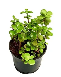 ENRICH PLANTS : JADE, Good Luck, Home Decor Live Plant, Air Purifying,-thumb3