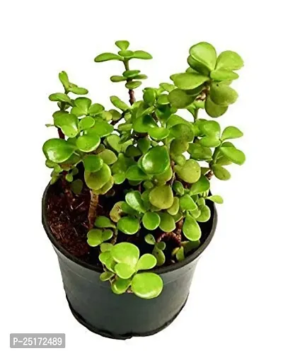 ENRICH PLANTS : JADE, Good Luck, Home Decor Live Plant, Air Purifying,-thumb4