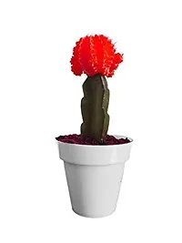 ENRICH PLANTS :: Moon Cactus Red :: Natural Live Plant :: Plastic Pot :: Air Purifying :: Home Decor Plant ::-thumb3