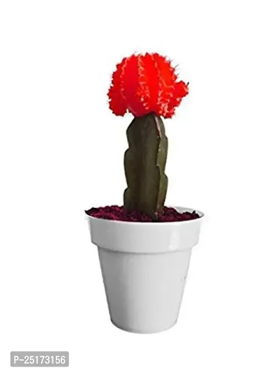 ENRICH PLANTS :: Moon Cactus Red :: Natural Live Plant :: Plastic Pot :: Air Purifying :: Home Decor Plant ::-thumb4