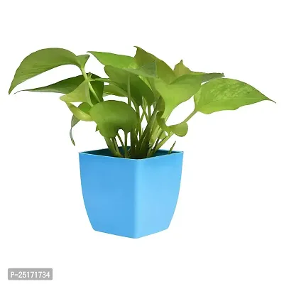 ENRICH PLANTS : Green Moneyplant,Live Plant, Air Purifying, Good Luck.-thumb0