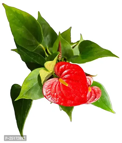 ENRICH PLANTS : ANTHURIUM RED, Exotic Live Plant, Home Decor Plant, Air Purifying,