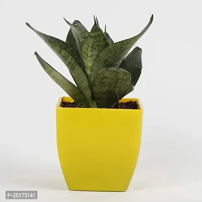 ENRICH PLANTS : Sansevieria Hahnii Green Dwarf, Snake Plant,Live Plant, Air Purifying,Home Dcor Plant,