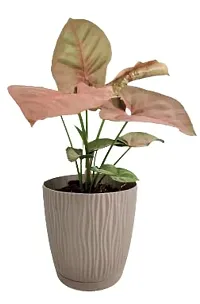 ENRICH PLANTS : SYNGONIUM, Home Dcor Live Plant, Air Purifying,-thumb3