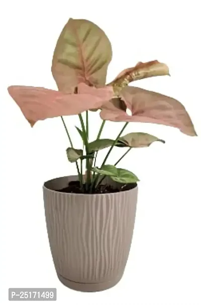 ENRICH PLANTS : SYNGONIUM, Home Dcor Live Plant, Air Purifying,-thumb4