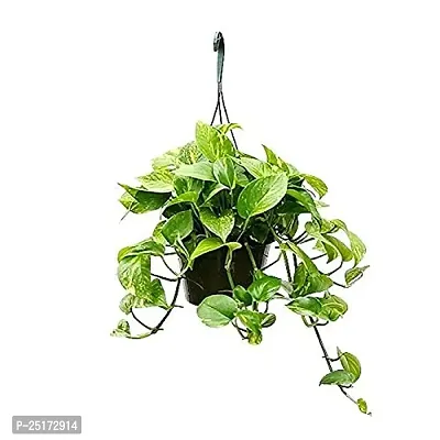 ENRICH PLANTS : Green Moneyplant,Live Plant, Air Purifying, Good Luck.-thumb0