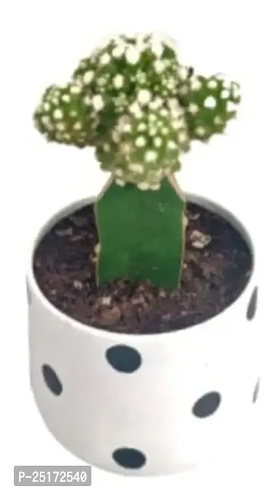 ENRICH PLANTS :: Cactus Grafted :: Natural Live Plant :: Elegant Metal Pot :: Air Purifying :: Home Decor ::-thumb2