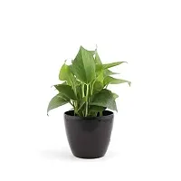 ENRICH PLANTS : Golden Moneyplant,Live Plant, Air Purifying, Good Luck.-thumb1