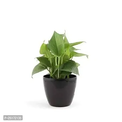 ENRICH PLANTS : Golden Moneyplant,Live Plant, Air Purifying, Good Luck.-thumb2