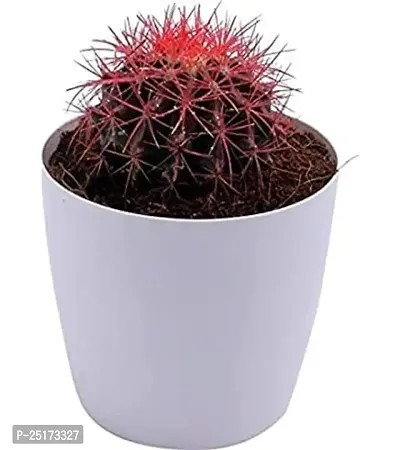 ENRICH PLANTS :: Painted Cactus Small :: Natural Live Plant :: Plastic Pot :: Air Purifying :: Home Decor Plant ::