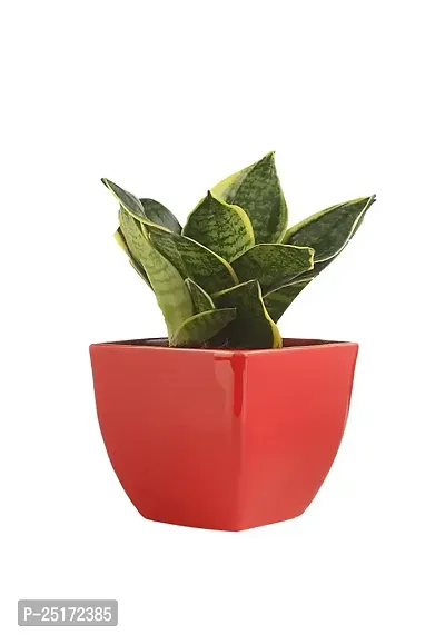 ENRICH PLANTS : Sansevieria Dwarf Laurentii, Snake Plant,Live Plant, Air Purifying,Home Dcor Plant,