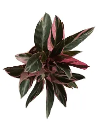 ENRICH PLANTS : Stromanthe Triostar,Live Plant, Air Purifying, Home Dcor Plant,-thumb4