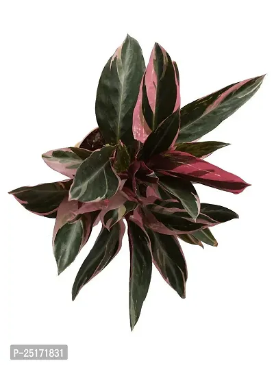 ENRICH PLANTS : Stromanthe Triostar,Live Plant, Air Purifying, Home Dcor Plant,-thumb5