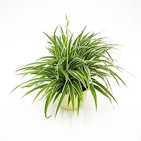 ENRICH PLANTS : CLOROPHYTUM Spider,Live Plant, Air Purifying, Home Decor Plant,-thumb3